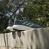 Chaussures de Running adidas Supernova 3 Homme