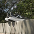 Chaussures de running adidas Solarboost 5 Man