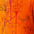 T-shirt Joma Femme Braces Elite IX Orange
